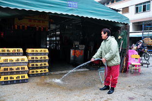 广东江门 禽畜批发市场陆续开市 销售减半卫生状况仍堪忧
