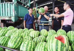 咬秋 西瓜 闯 市场满足市民需求