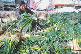 爆炒大葱 原因何在