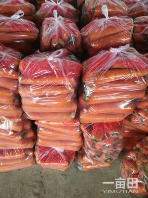 三红胡萝卜山东济宁金乡县_批发_供应-一亩田农业网_专业的农产品信息商务平台
