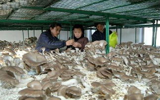 新华网河南 三农新闻