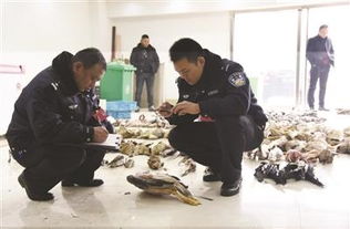 江苏一水产批发商铺查出600多只濒危野生动物 民生资讯
